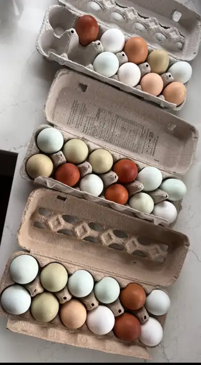 Farm Fresh hatching Eggs, View more