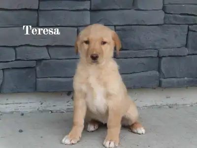 Red heeler and Labrador mix puppies looking for new home +1 (226) 212-0470 Calls only Beautifully ma...