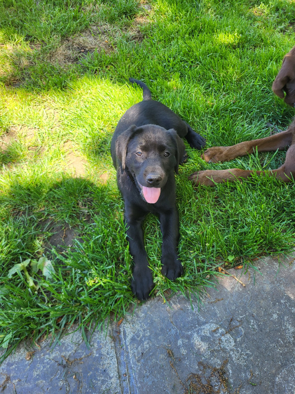Ready to go! Lab Retriever, Retriever puppies. 1 black female. in Dogs & Puppies for Rehoming in Chilliwack