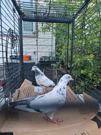 Pakistani Pigeons jonsira taddy for sale