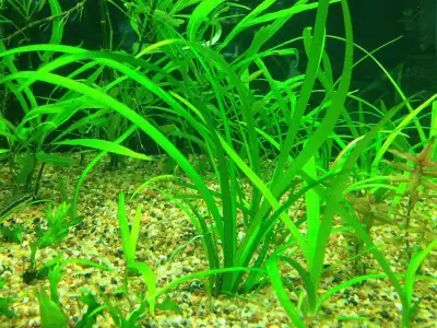 Dwarf Sagittaria , View more