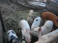 Weaner pigs