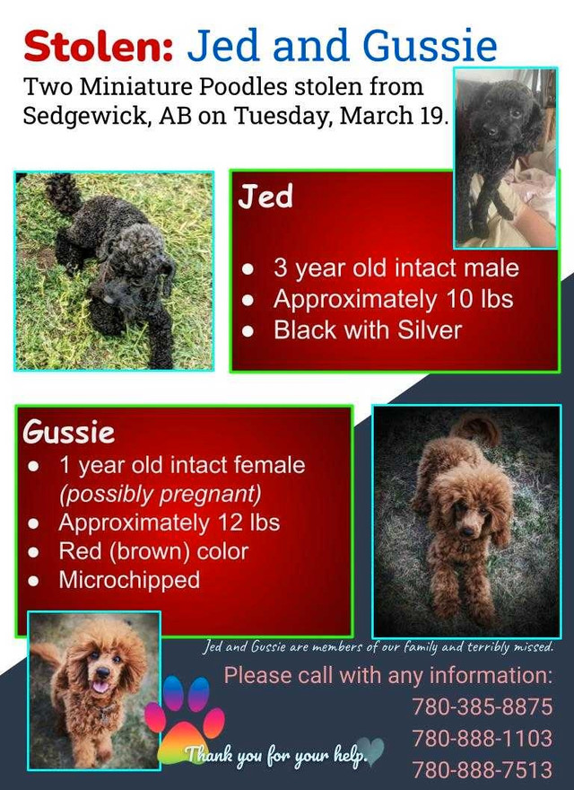Two Miniature Poodles Missing from Sedgewick  in Lost & Found in Edmonton