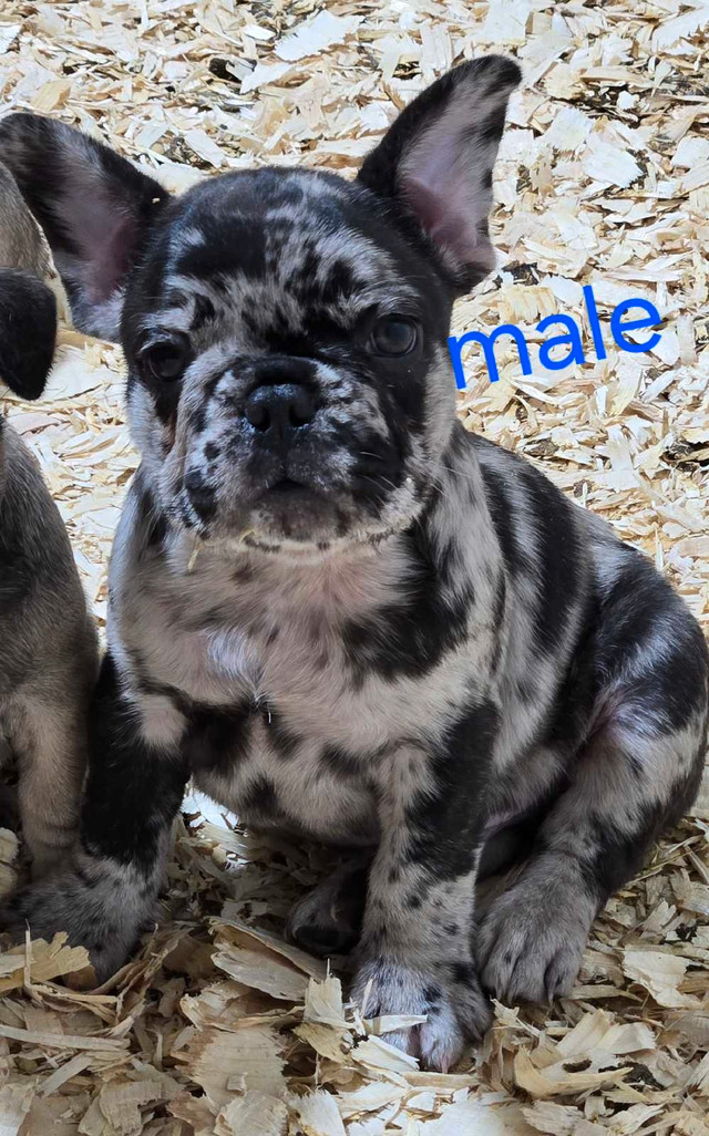 Bulldog français dans Chiens et chiots à adopter  à Drummondville
