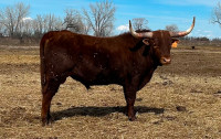 Registered Red Texas Longhorn Bulls For Sale