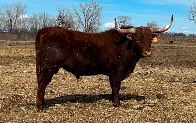 Registered Red Texas Longhorn Bulls For Sale in Livestock in Medicine Hat