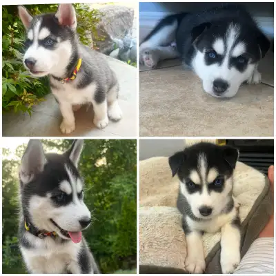 Siberian husky puppies, View more