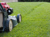 Grass Cutting and Spring Cleanups