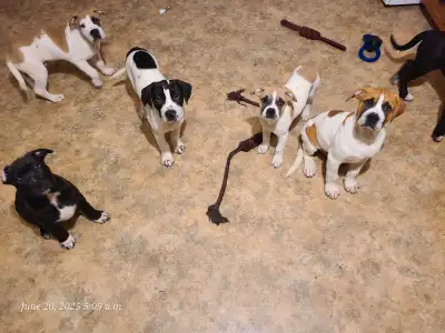 Great Pyrenees mix pups need their forever home, View more