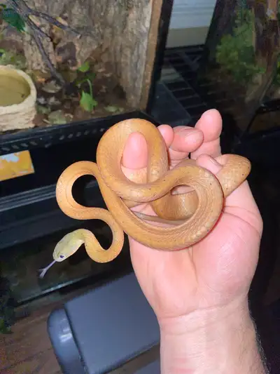 Female Boiga Nigriceps (Black Headed Cat Snake), View more