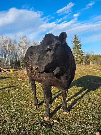 This heifer will make the perfect combination of family milk cow and producing beef for your family....