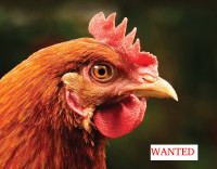 Wanted: Laying hens or young chickens