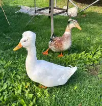 Crested Drakes for sale