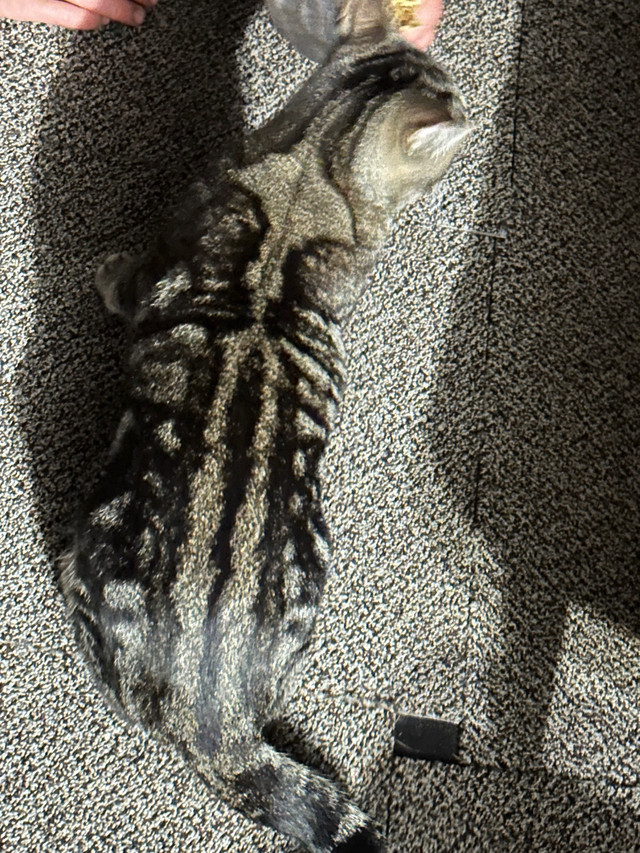 Cat found in Trenton in Lost & Found in Trenton - Image 2
