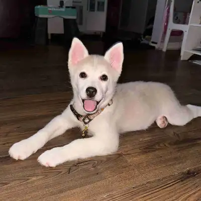 11 week pomsky, View more
