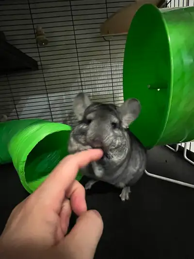 2 female chinchillas, View more