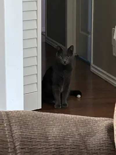 Cat to Rehome - Male Fixed, View more