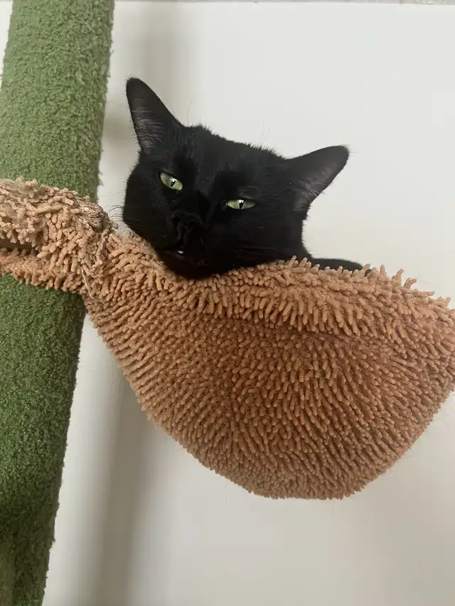 lost cat in Lost & Found in Edmonton - Image 3