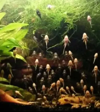 Fish Sale..., View more