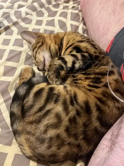 Female Bengal Cats  450$ each   2 for 800$, View more