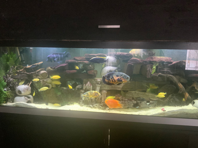 Cichlid yellow lab tropheus duboisi red perrot ob oscar … in Fish for Rehoming in Gatineau