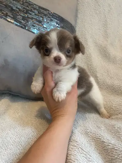 chihuahua femelles et mâles, View more
