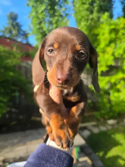 miniature dachshund puppies 1 female left, View more