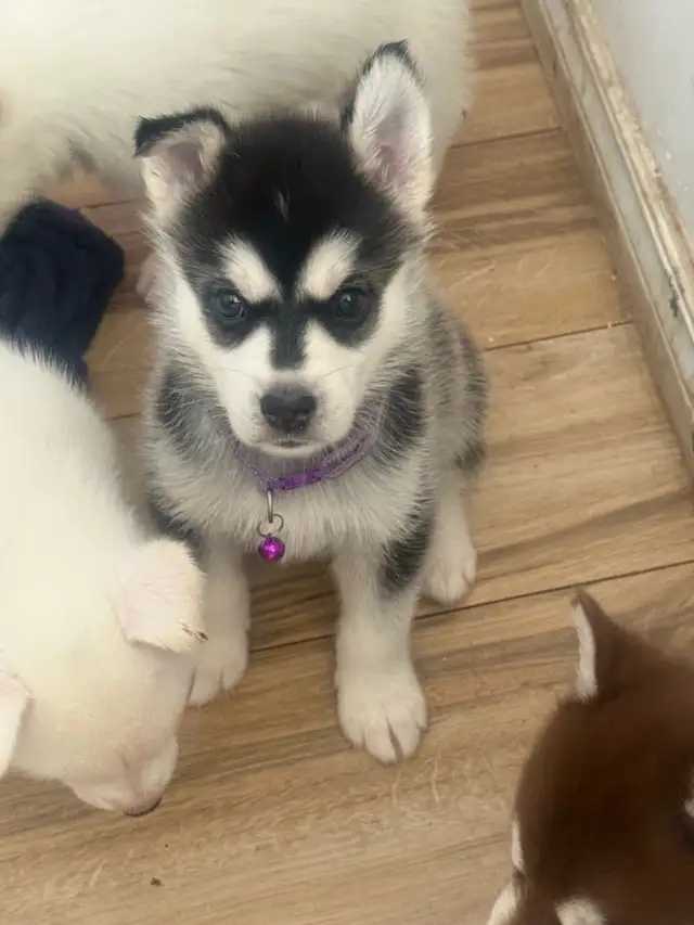Husky Puppies in Dogs & Puppies for Rehoming in Windsor Region - Image 4
