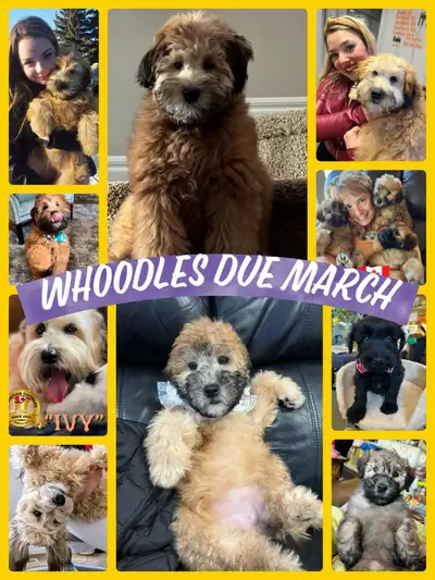 Www.christiandoodles.com WHEATIE is having a litter of WHOODLES (non shedding) We are now taking dep...