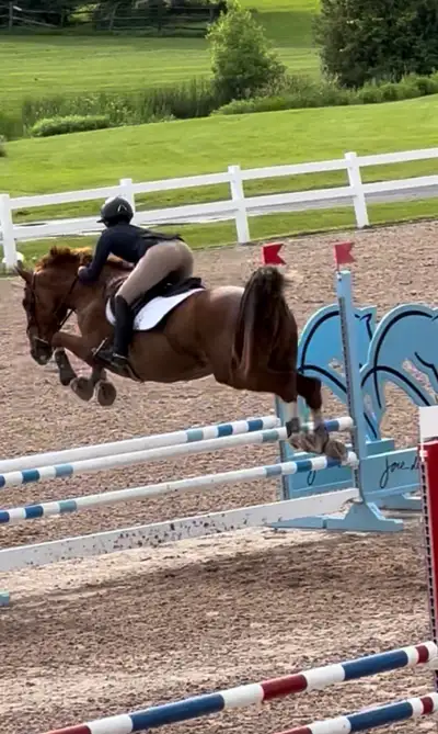 Hermès is looking for a half lease or a full / care lease! Showing is available. She does have show...