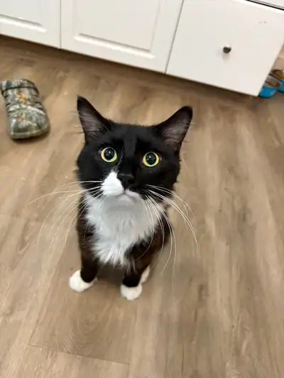 Male cat for rehoming, View more