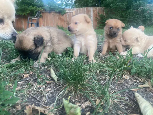 Pomchi puppies for sale! in Dogs & Puppies for Rehoming in Winnipeg - Image 2
