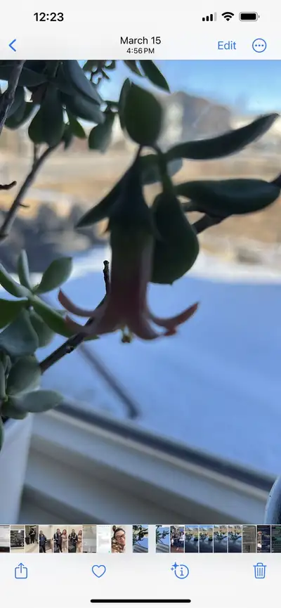 beautiful succulent thumbolina, View more