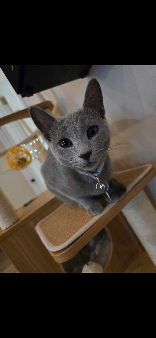 Pure Breed Russian Blue Kittens Wait List in Cats & Kittens for Rehoming in Mississauga / Peel Region - Image 3