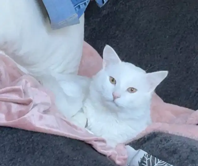 Urgent rehome needed