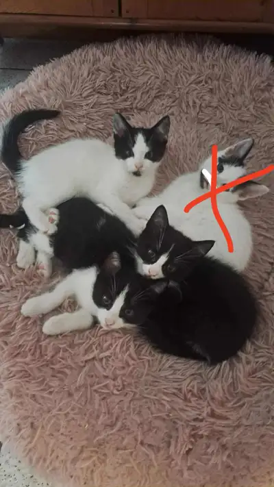bébé chaton à vendre habituer avec les enfant il sont déjà propr, View more