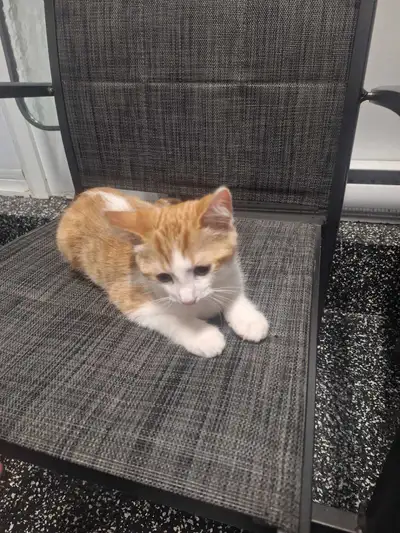 small cat  male 3 month old, View more