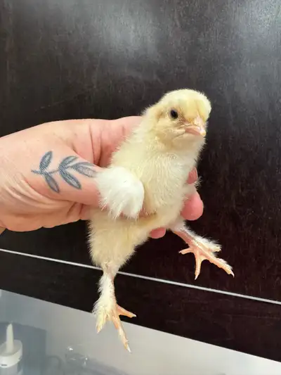 Easter Egger Chicks day olds , View more