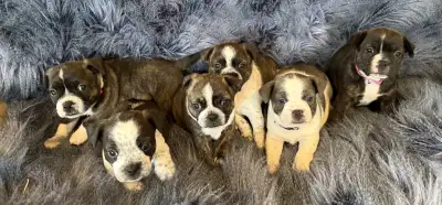 Bully Jacks, puppies-( Frencton,JackRussll, Pug), View more