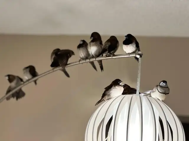 Society finches for sale (males and females). in Birds for Rehoming in Chilliwack - Image 3