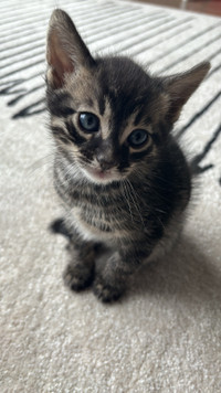 Bengal/Tabby Kitten for Adoption 