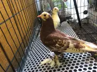 Iraqi pigeons 