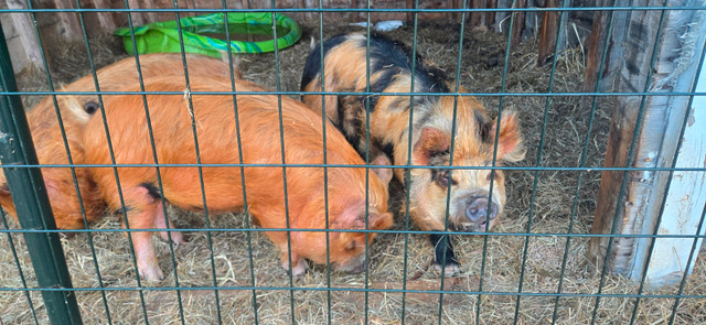 Kune kune pig for sale in Livestock in City of Halifax