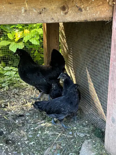 Ayam Cemani Chicks - Sexed x3, View more