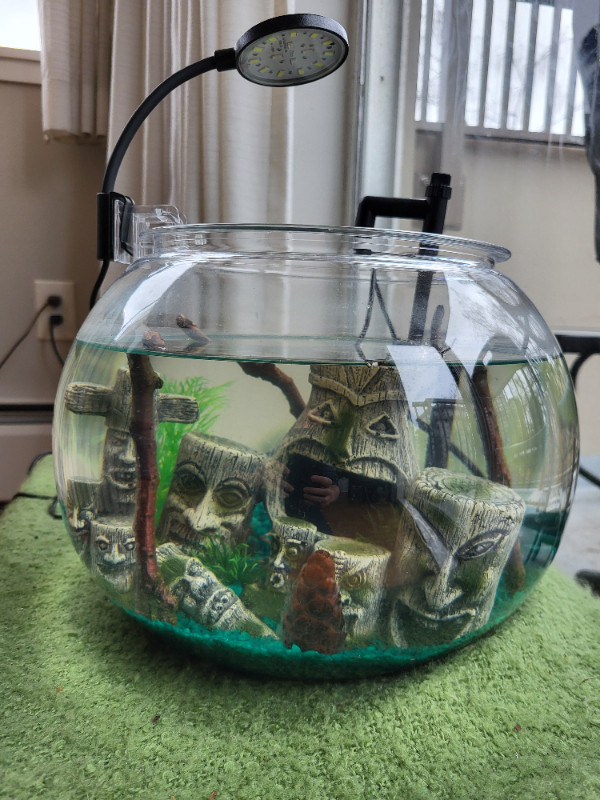 Fish Bowl for sale (Betta) in Other in Vancouver