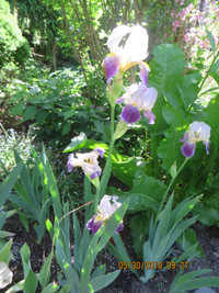 Bearded Iris, White-Purples,tall,  $5