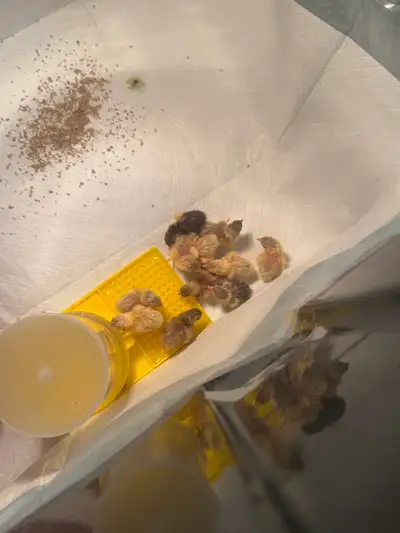 baby button quail BABYS ARE HERE, View more