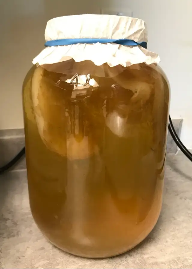Kombucha Brewing Workshop – Small Group Experience65215451057922121