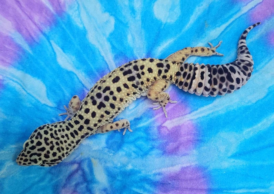 Leopard Gecko Available | Reptiles & Amphibians for Rehoming | Guelph ...