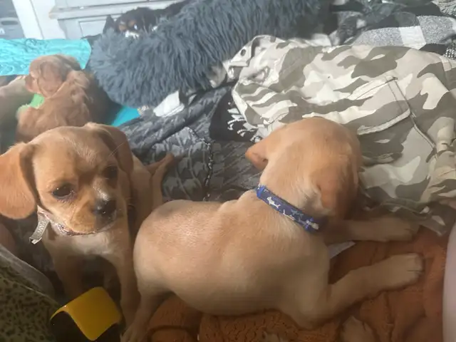 Frenchie & cavalier cream Merle female in Dogs & Puppies for Rehoming in Dawson Creek - Image 3